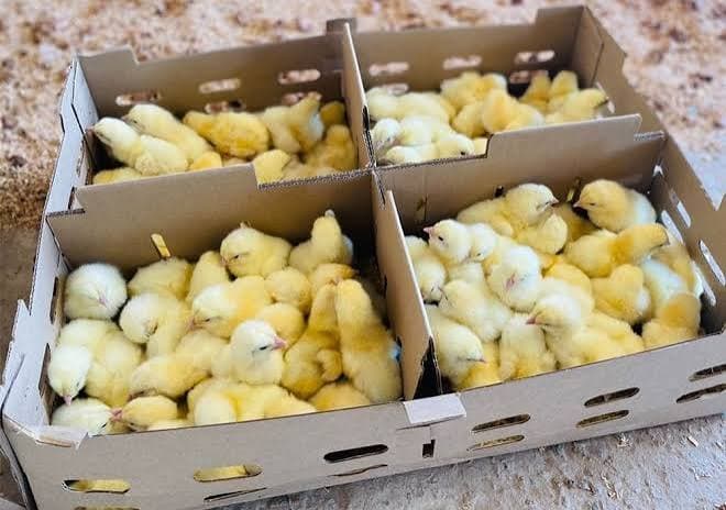 Day-old chicks ready for sale