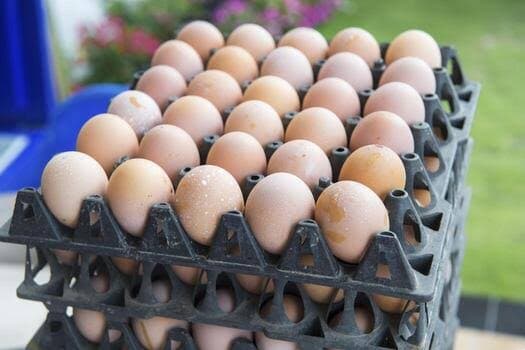 Fertilized eggs for hatching