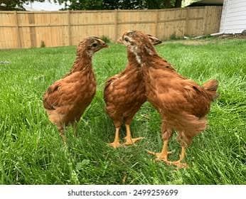 Two-week-old chicks