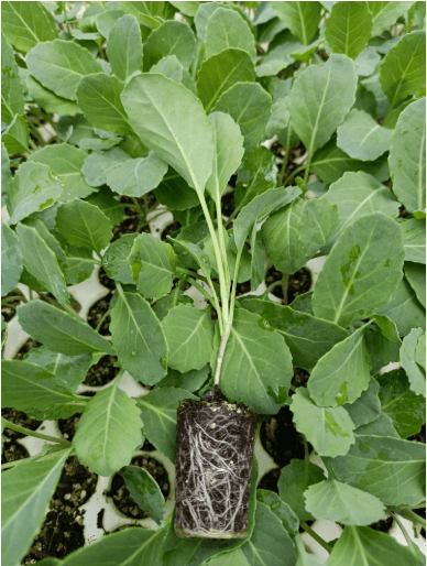 Kale Seedlings - Sweet Georgia F1