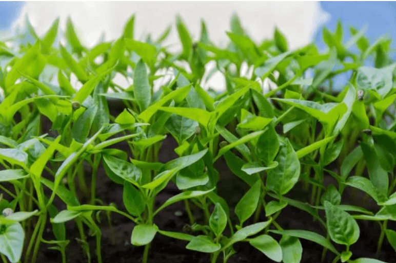 Capsicum Seedlings - Superbell F1