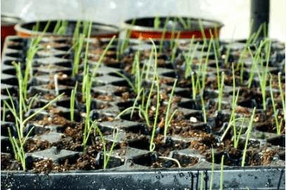 Onion Seedlings - Red Creole