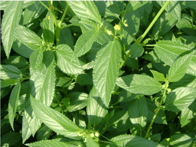 Jews Mallow