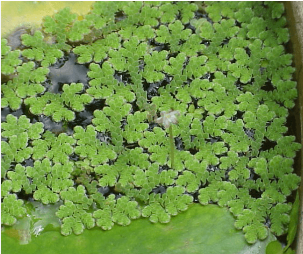 Azolla