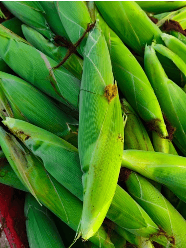 Green Maize